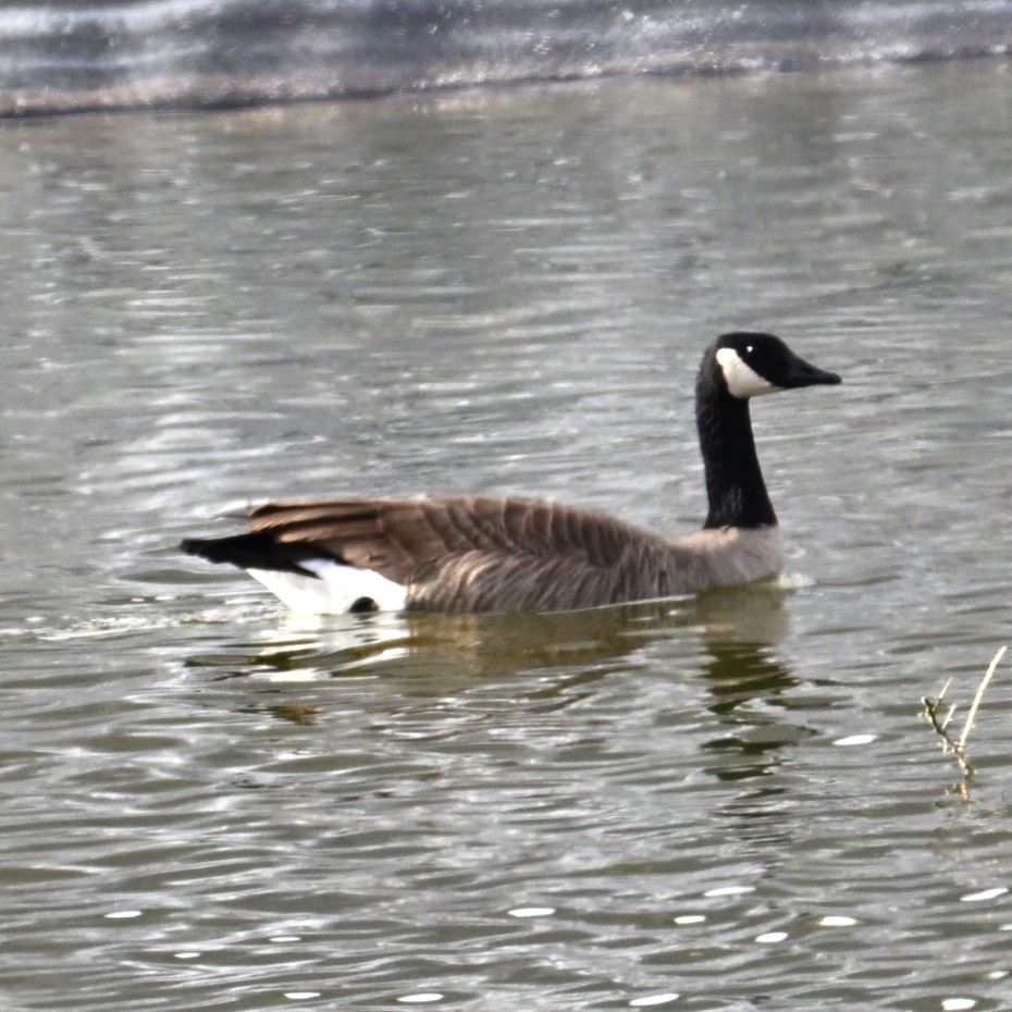 Canada Goose - ML645583336