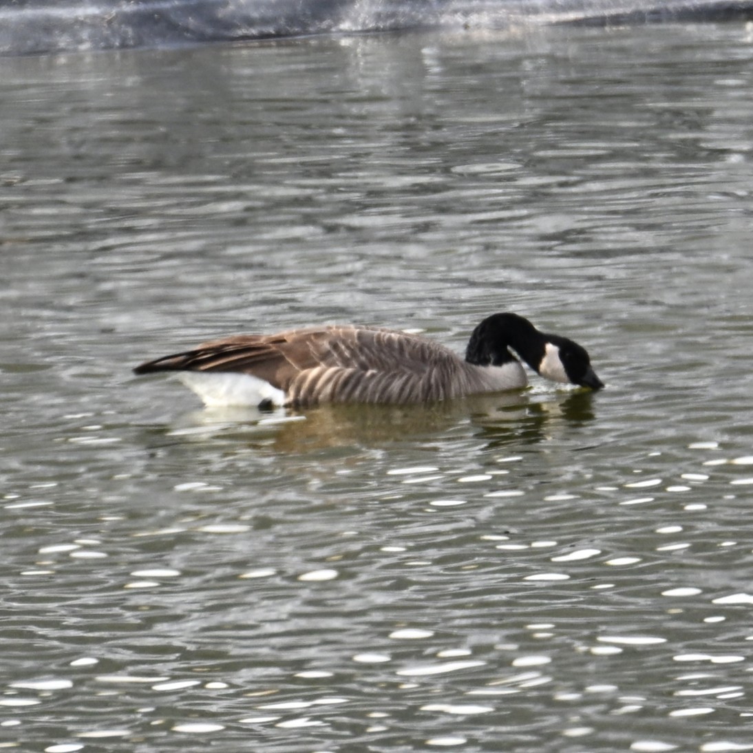 Canada Goose - ML645583337