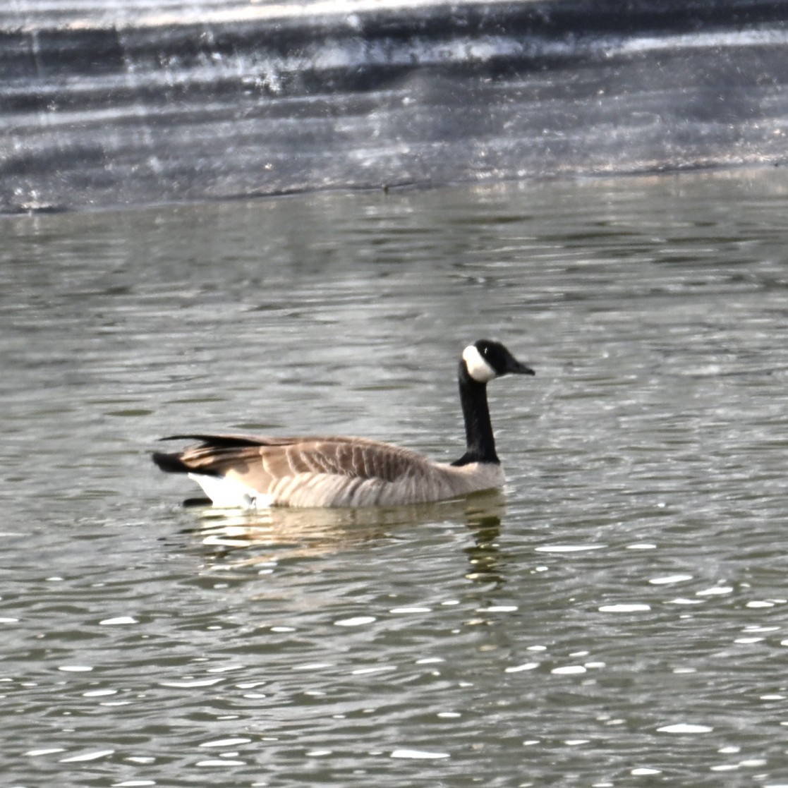 Canada Goose - ML645583338