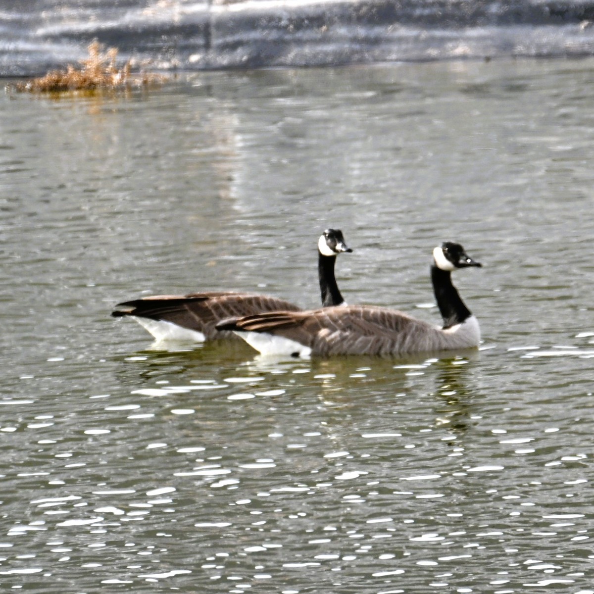 Canada Goose - ML645583339