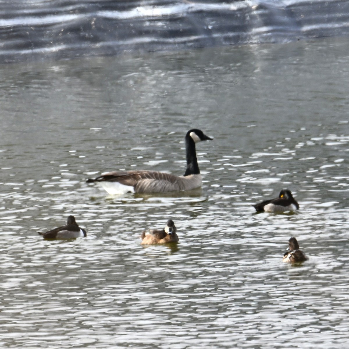 Canada Goose - ML645583340