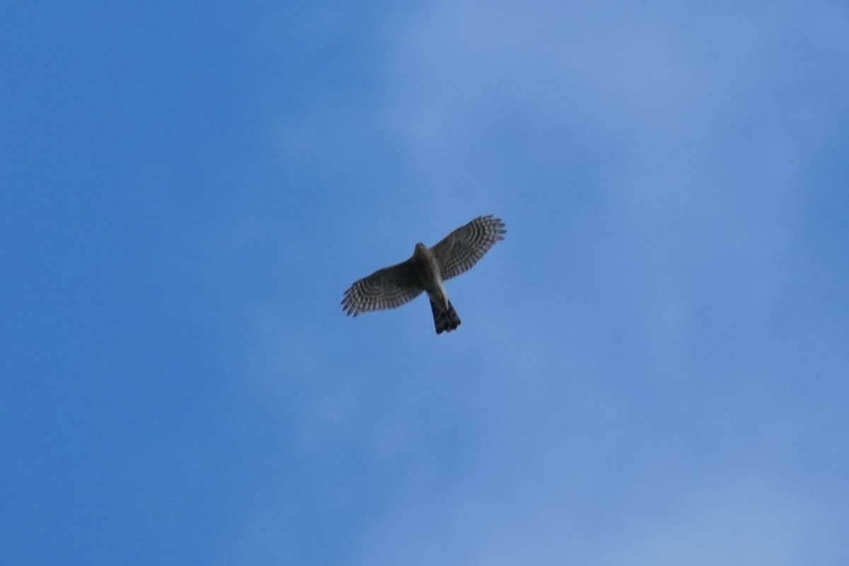 Sharp-shinned/Cooper's Hawk - ML645583345