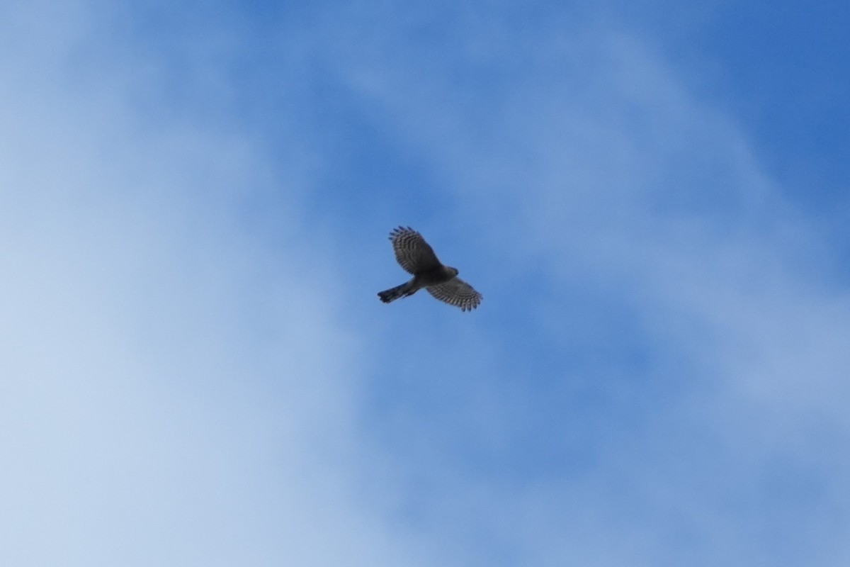 Sharp-shinned/Cooper's Hawk - ML645583346