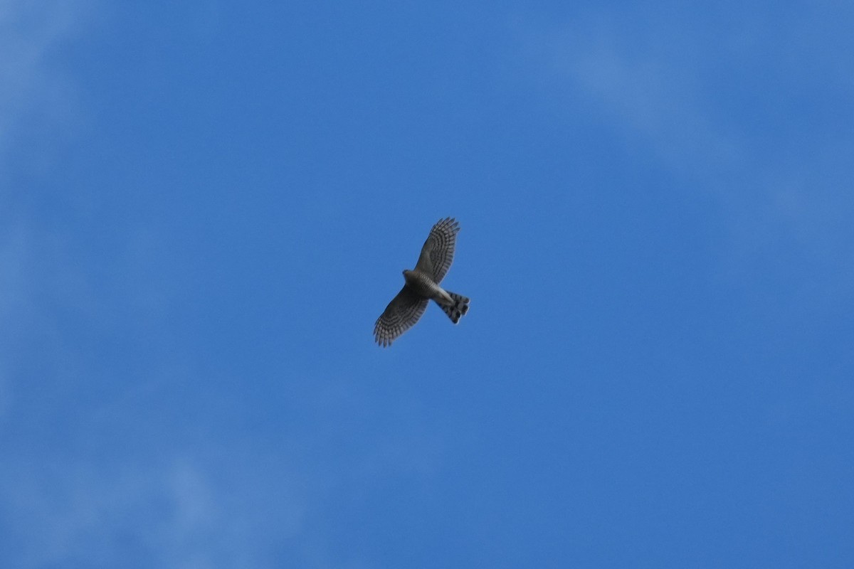 Sharp-shinned/Cooper's Hawk - ML645583347