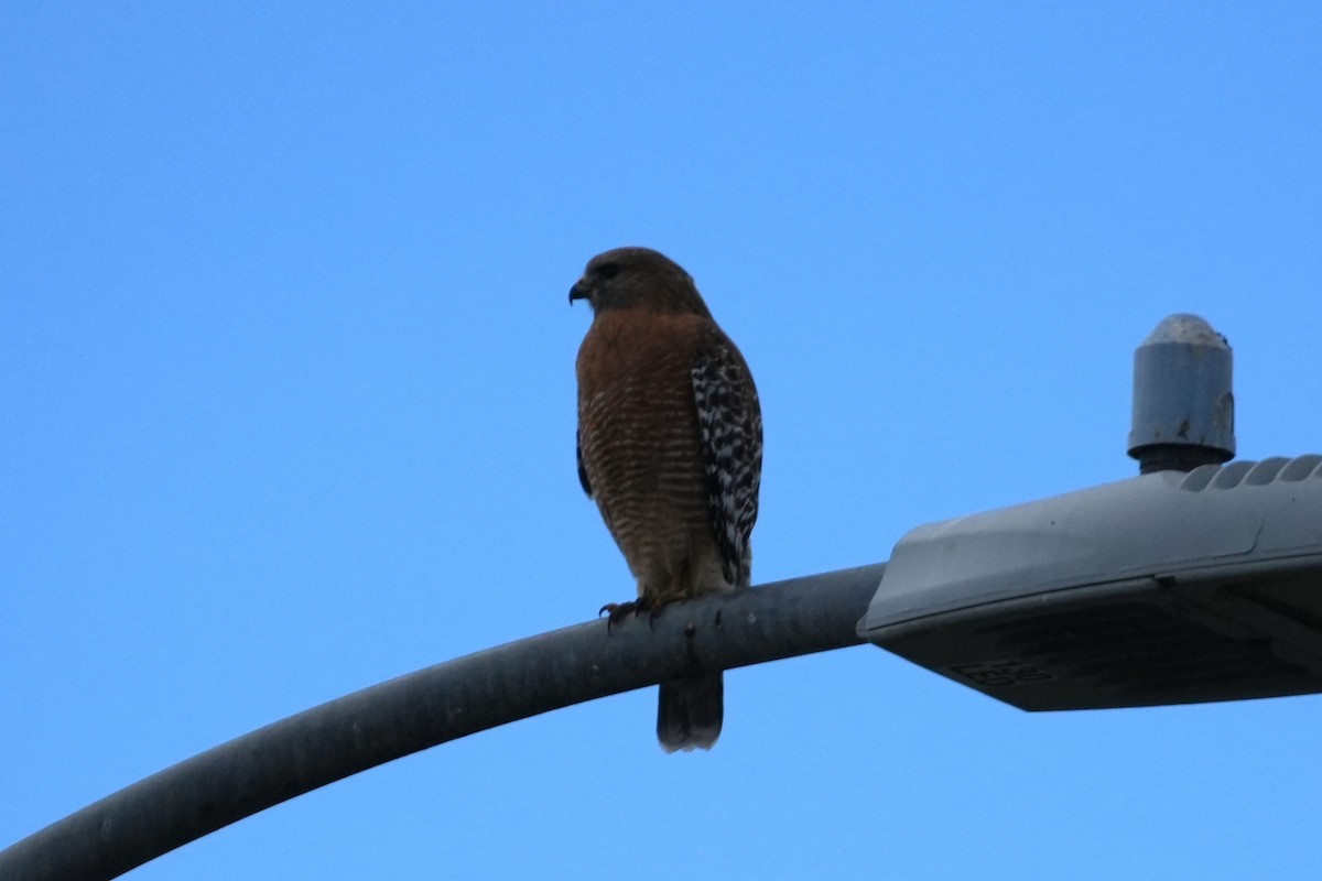Red-shouldered Hawk - ML645583349