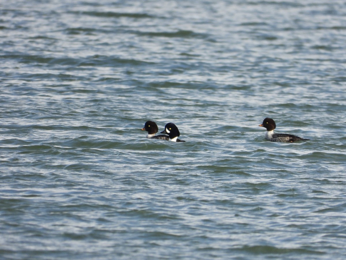 キタホオジロガモ - ML645583350