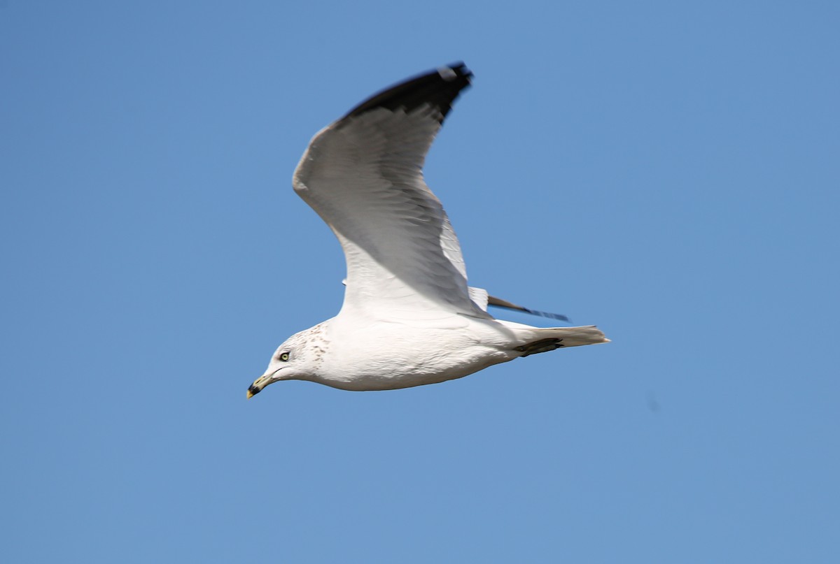 Delawareko kaioa - ML645583351