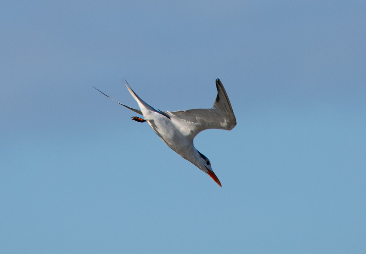 アメリカオオアジサシ - ML645583352