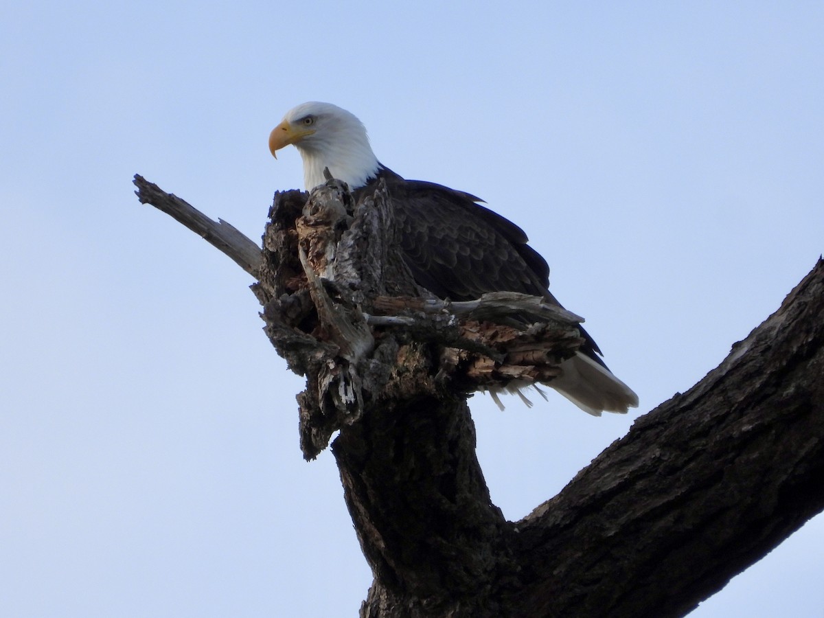 ハクトウワシ - ML645583355