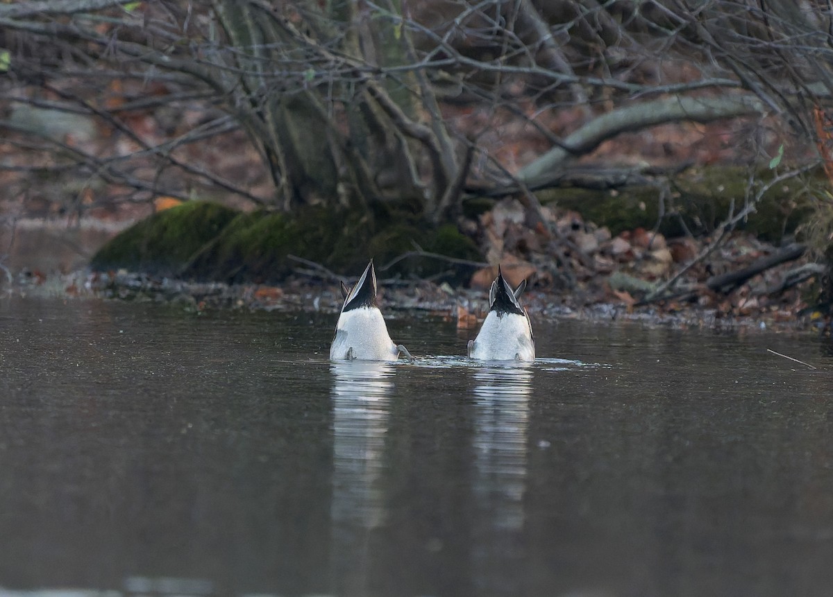 オナガガモ - ML645583356