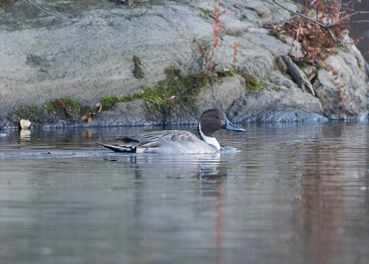 オナガガモ - ML645583357