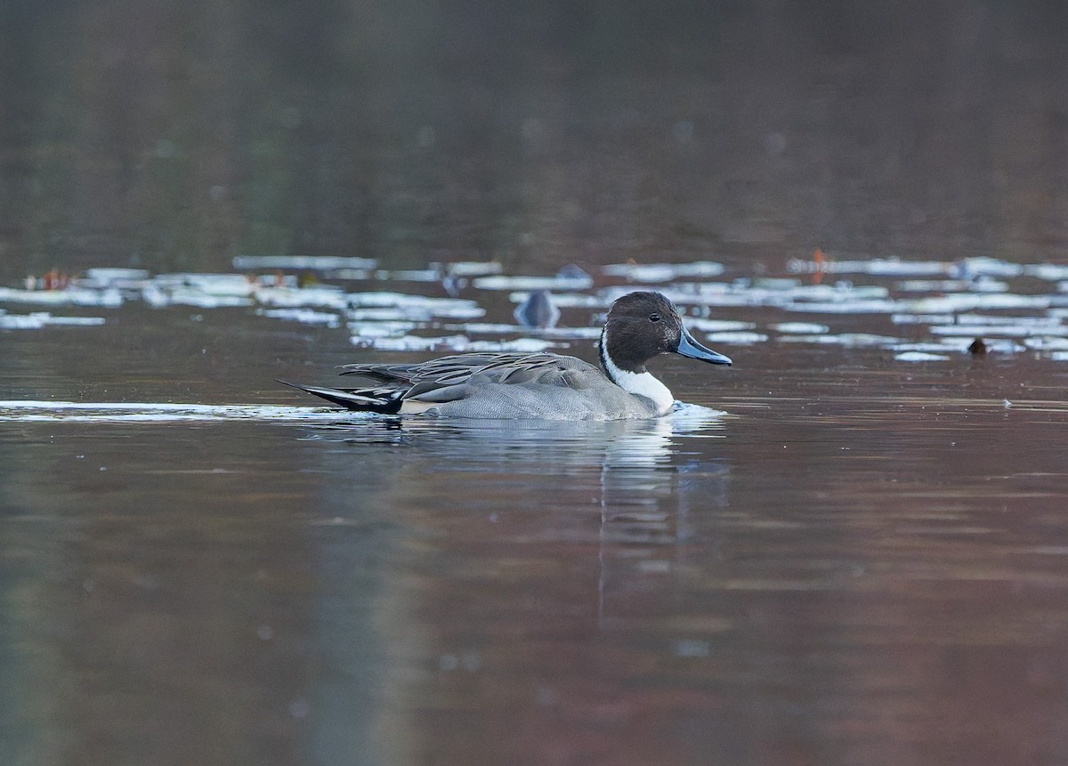 オナガガモ - ML645583358