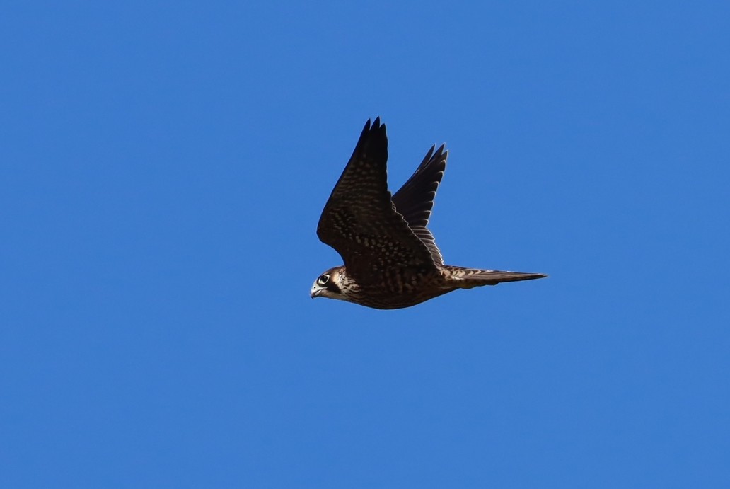 ハヤブサ - ML645583359