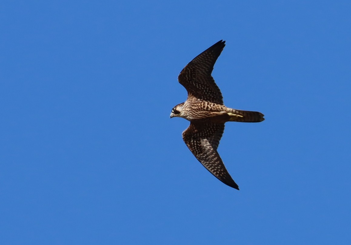 ハヤブサ - ML645583362