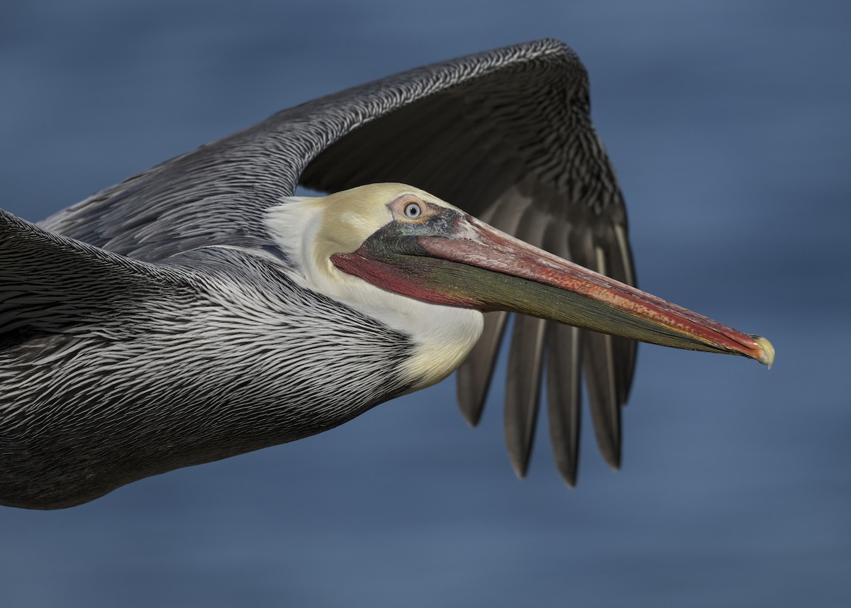 カッショクペリカン - ML645583363