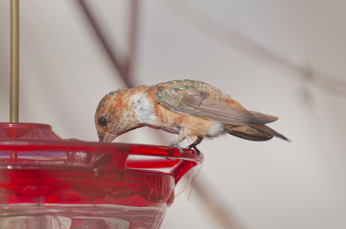 アカフトオハチドリ - ML645583364