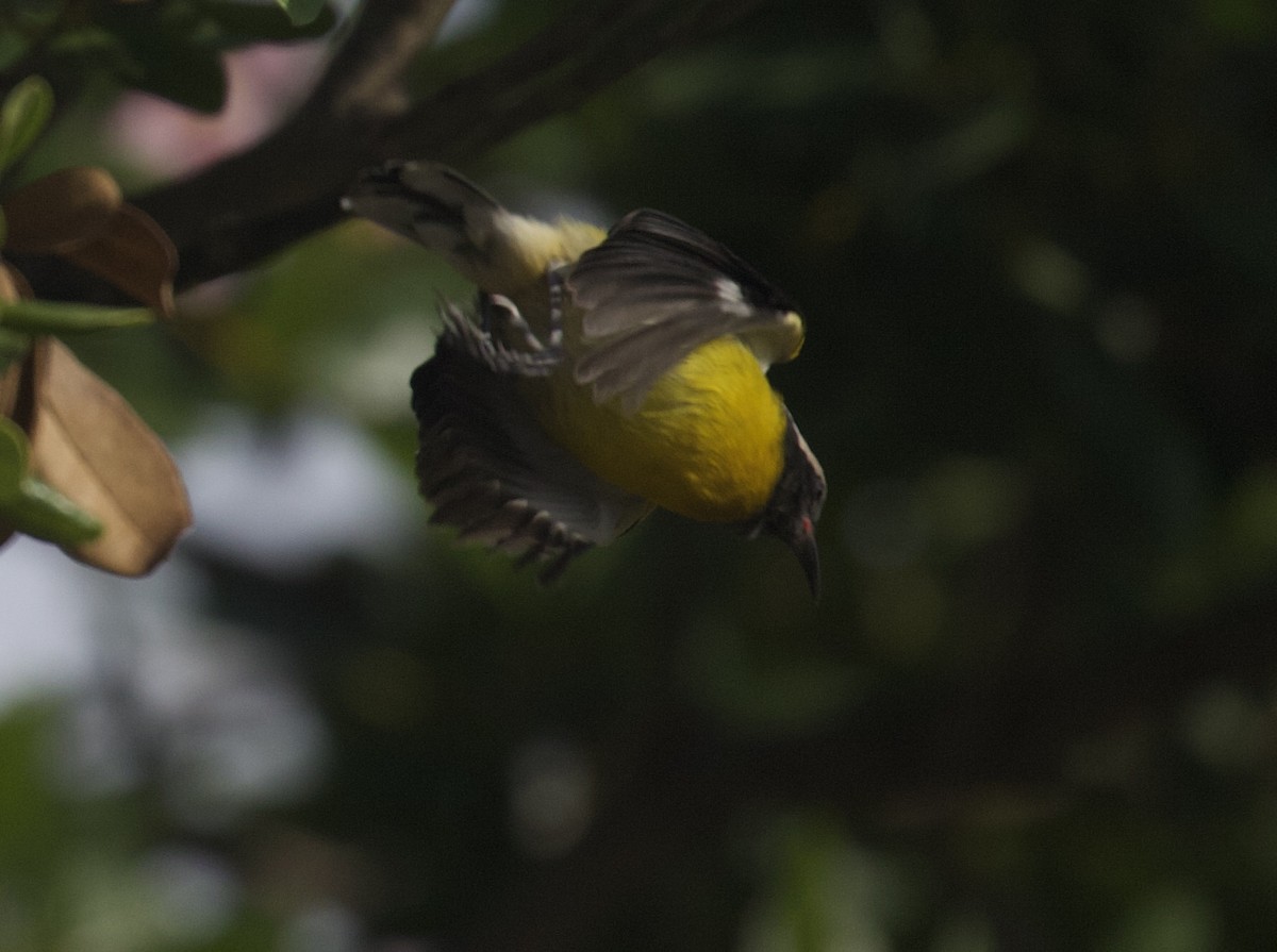 マミジロミツドリ - ML645583365