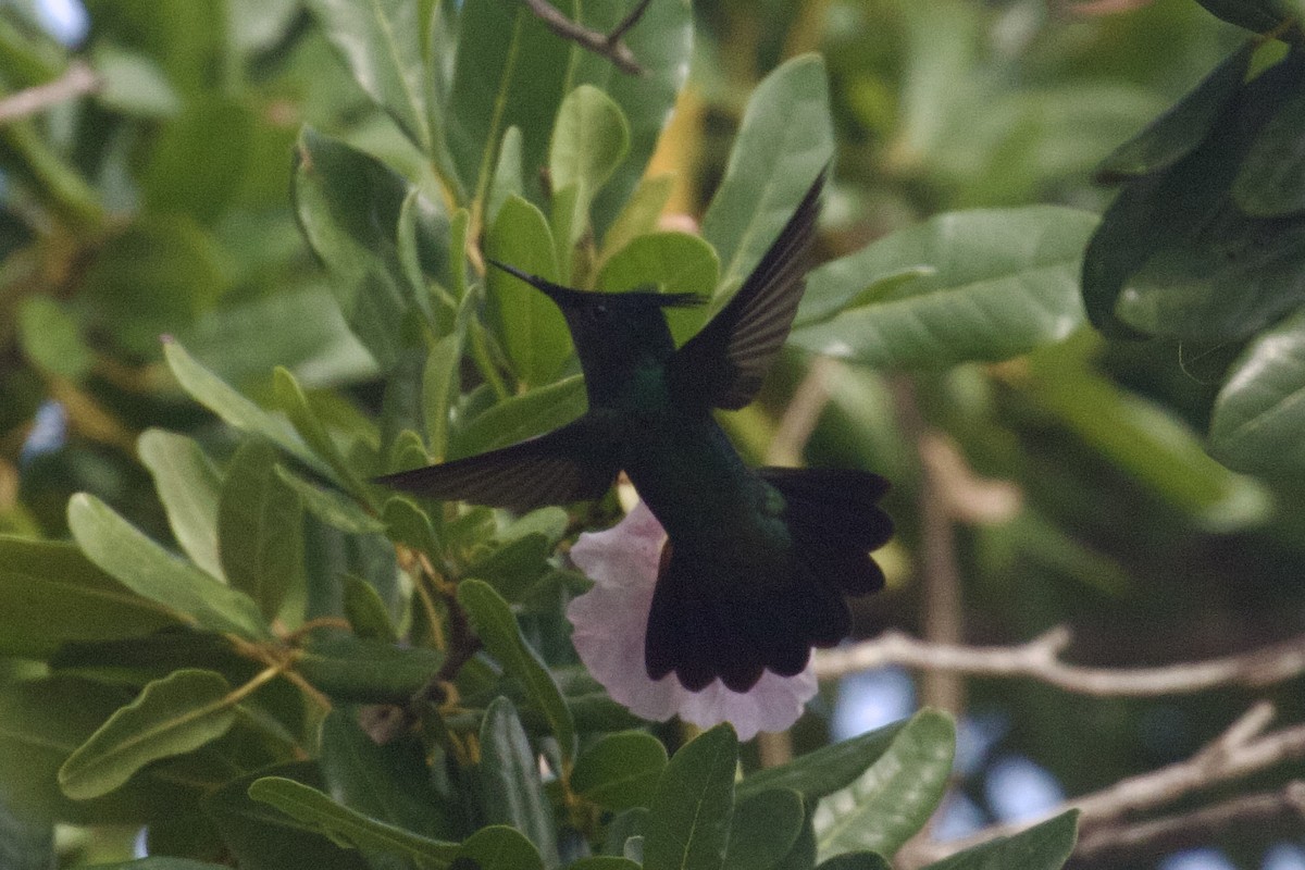 アンチルカンムリハチドリ - ML645583366