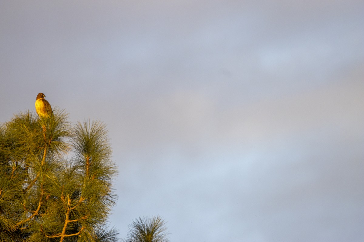 アカオノスリ - ML645583369