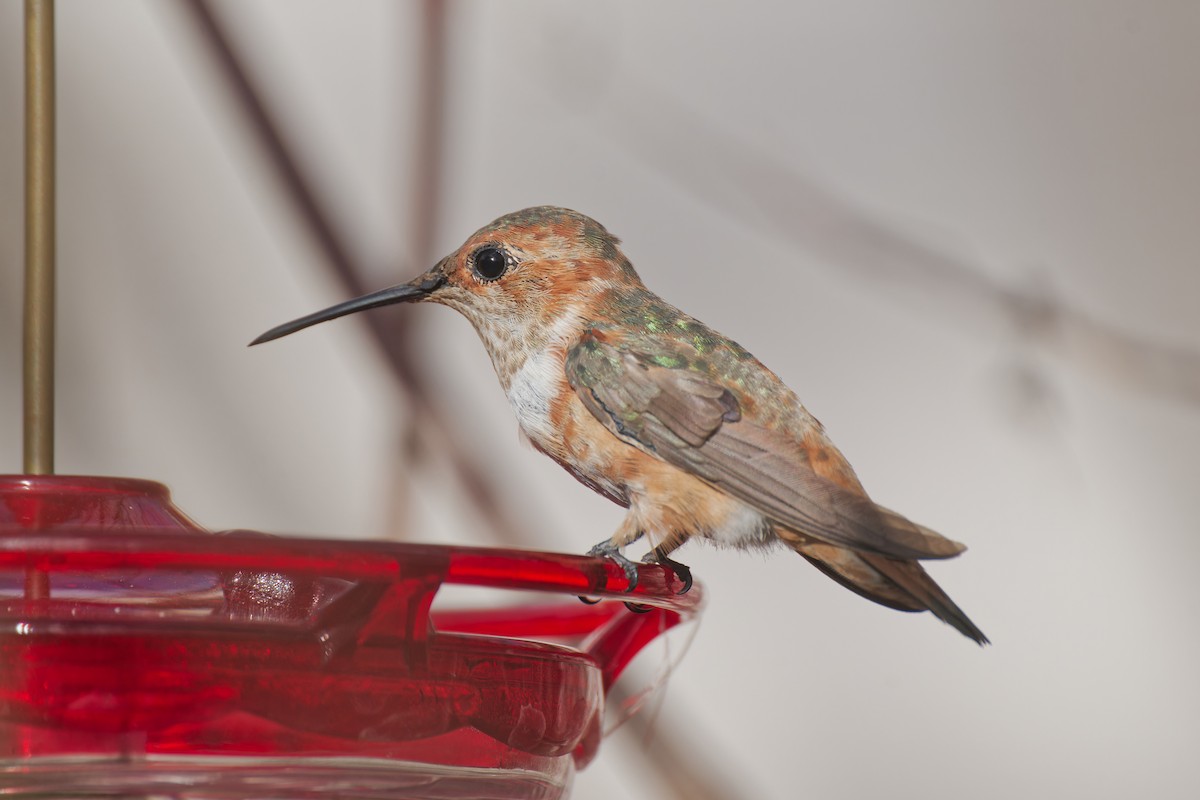 アカフトオハチドリ - ML645583372