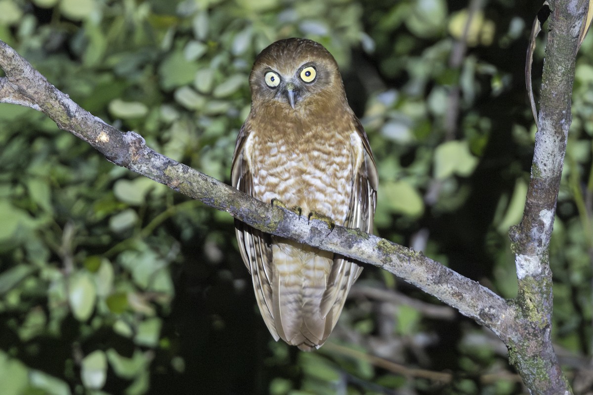 タニンバルアオバズク - ML645583374