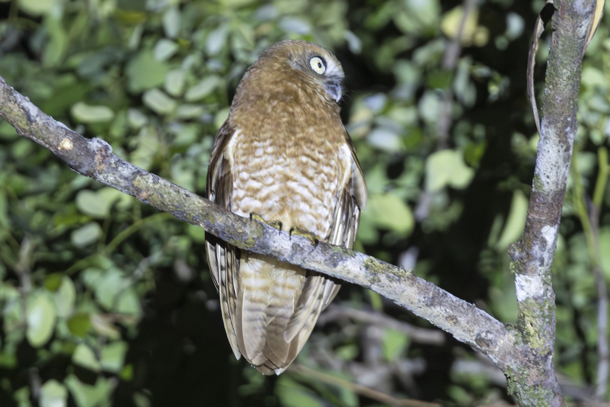 タニンバルアオバズク - ML645583375