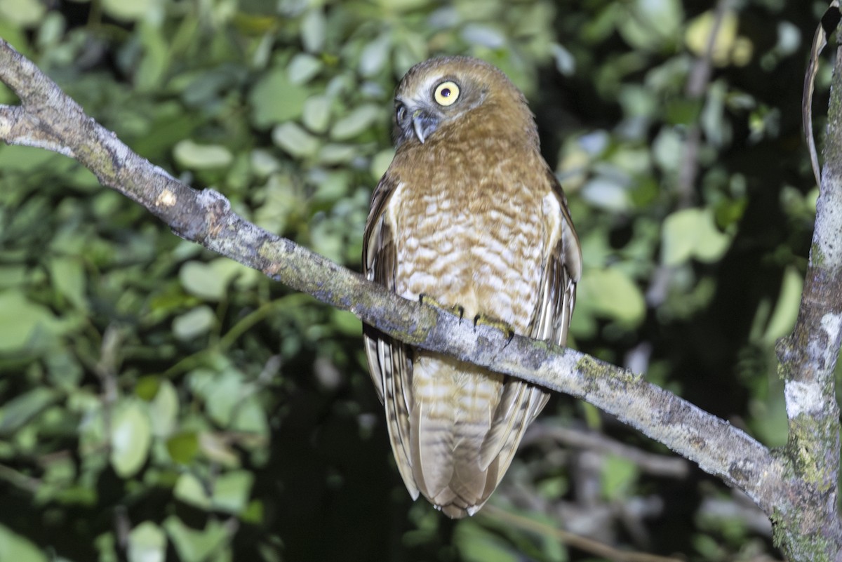 タニンバルアオバズク - ML645583376