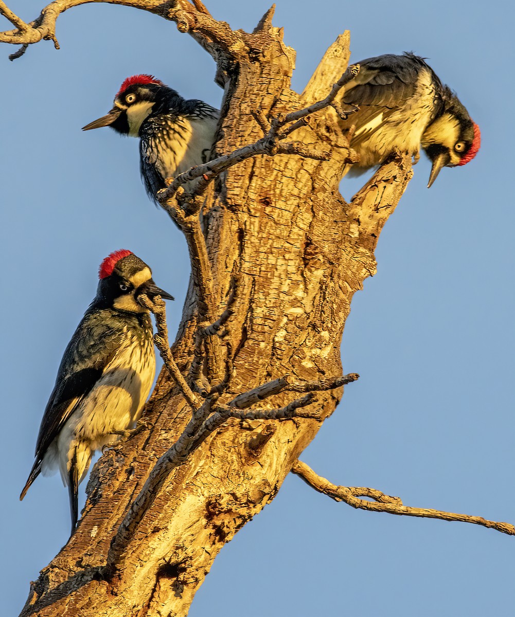 ドングリキツツキ - ML645583377