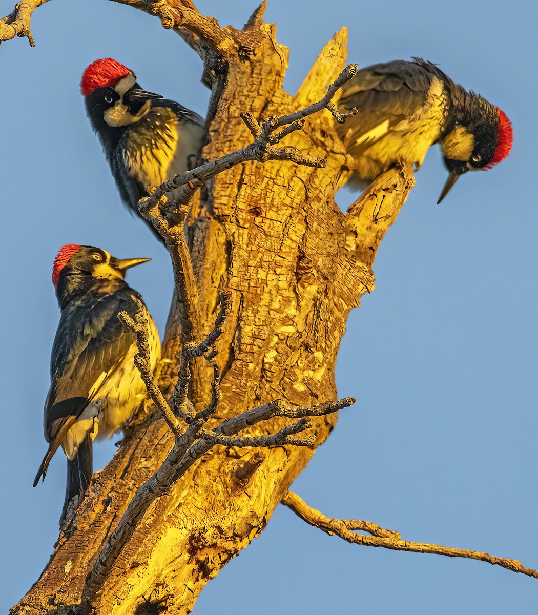 ドングリキツツキ - ML645583378