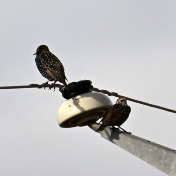 ホシムクドリ - ML645583380