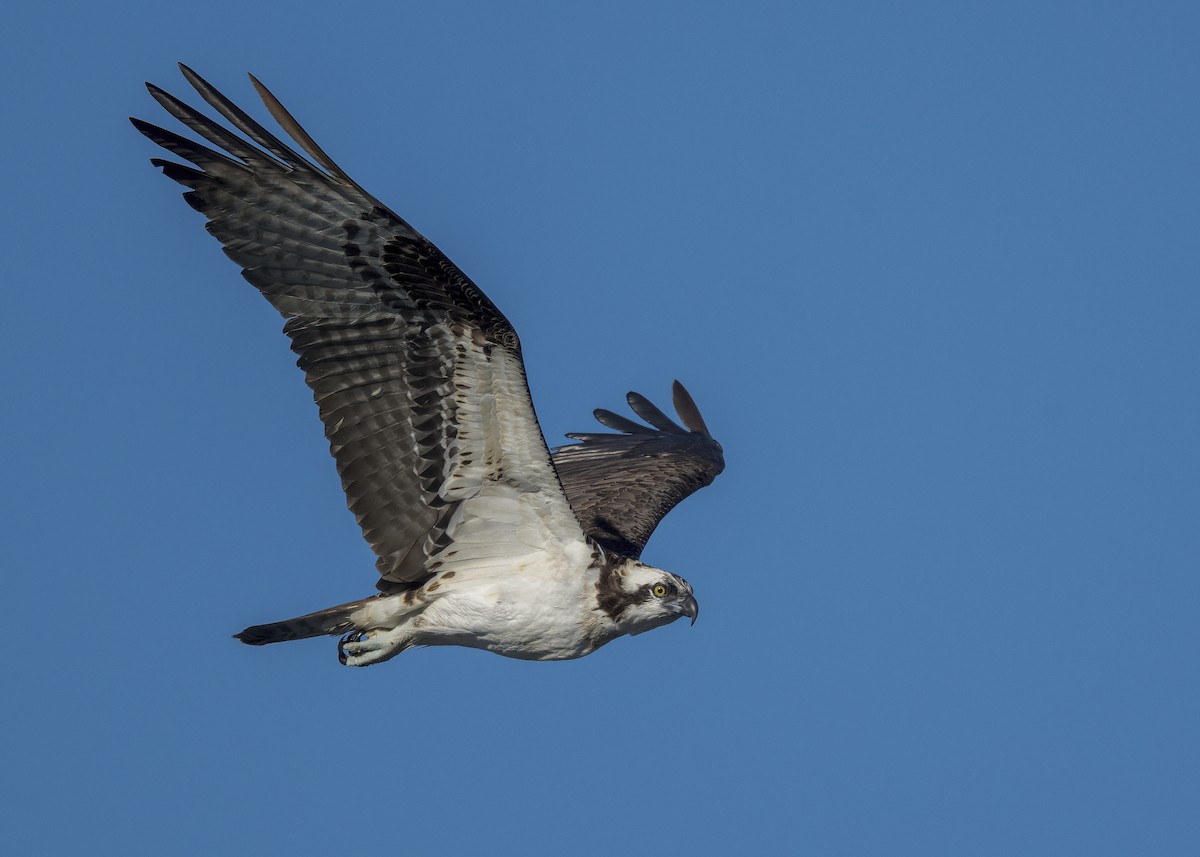 ミサゴ - ML645583383