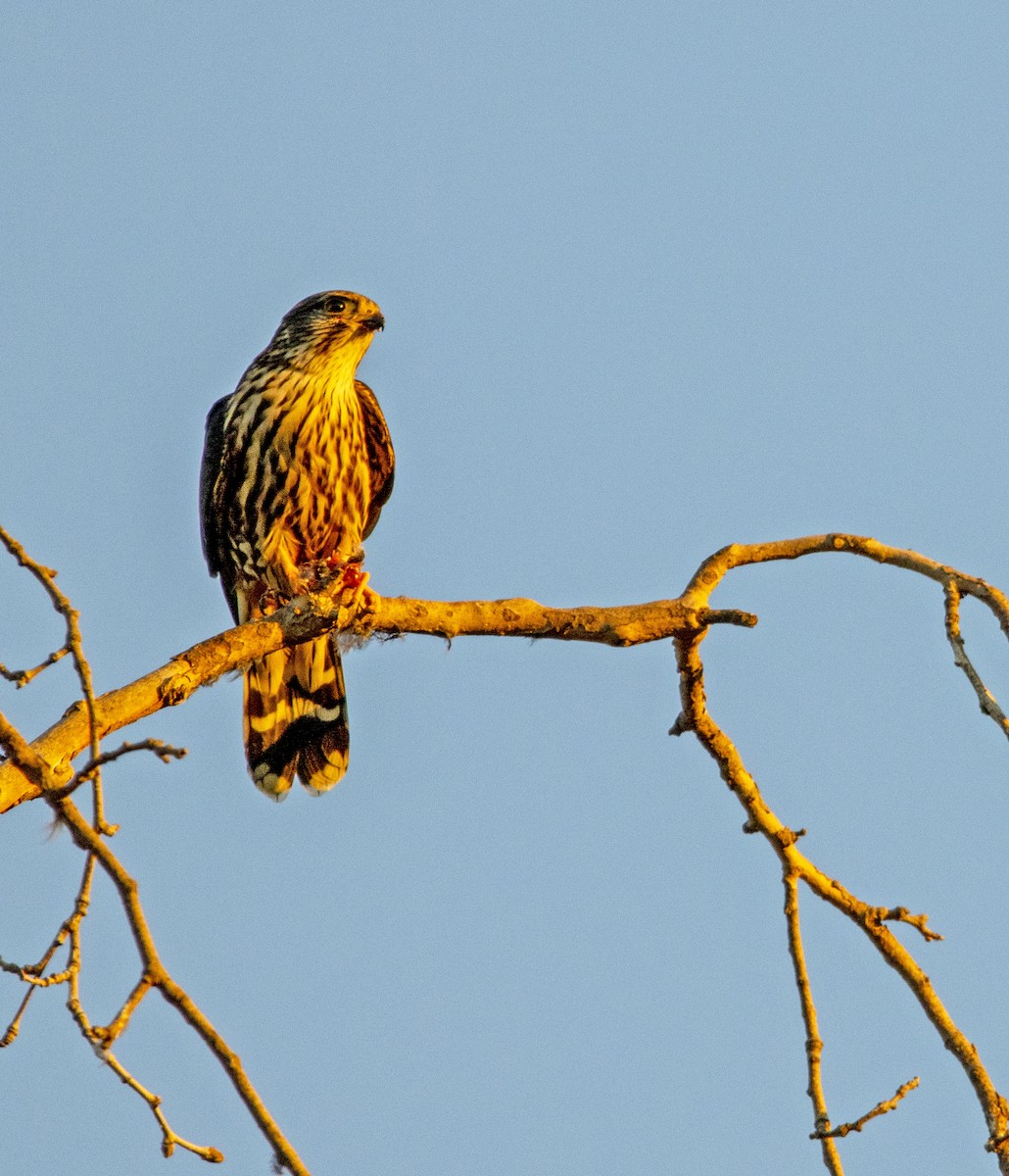 コチョウゲンボウ - ML645583385