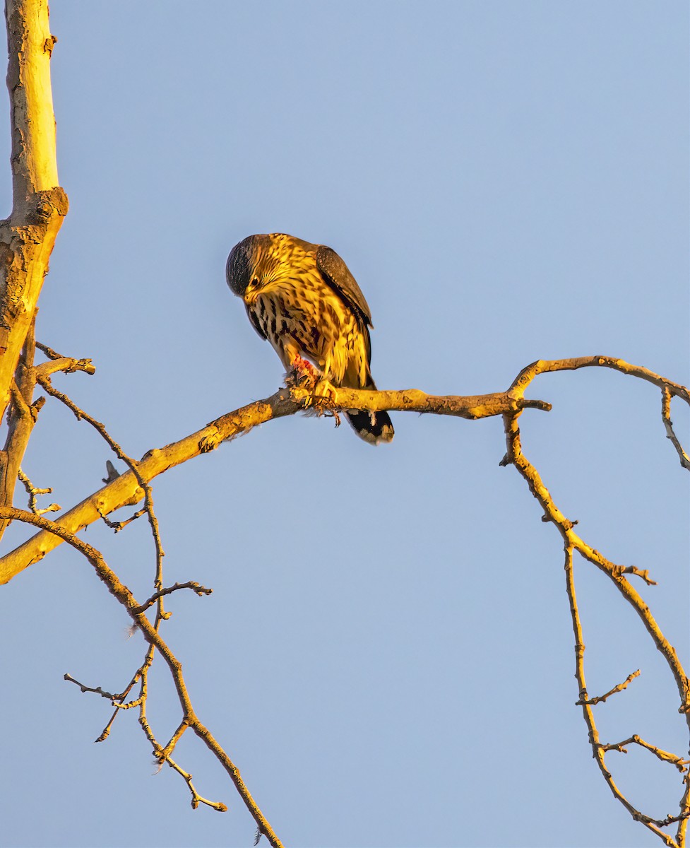 コチョウゲンボウ - ML645583386