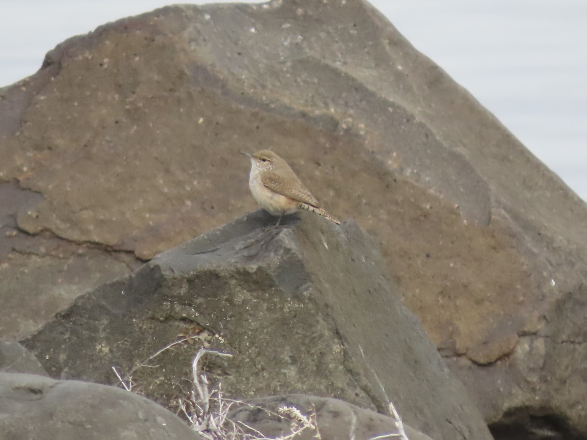 イワミソサザイ - ML645583388