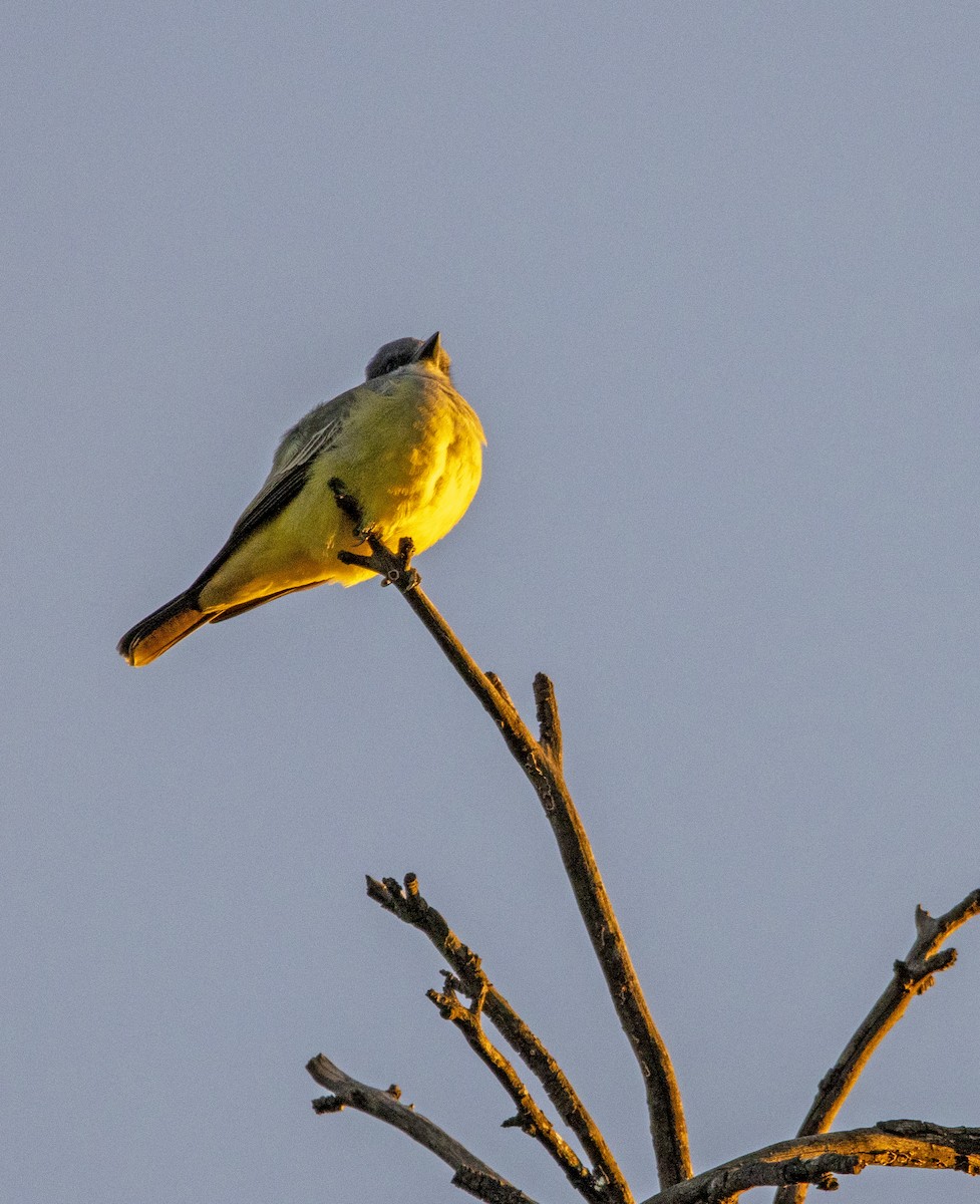 ハシボソタイランチョウ - ML645583391