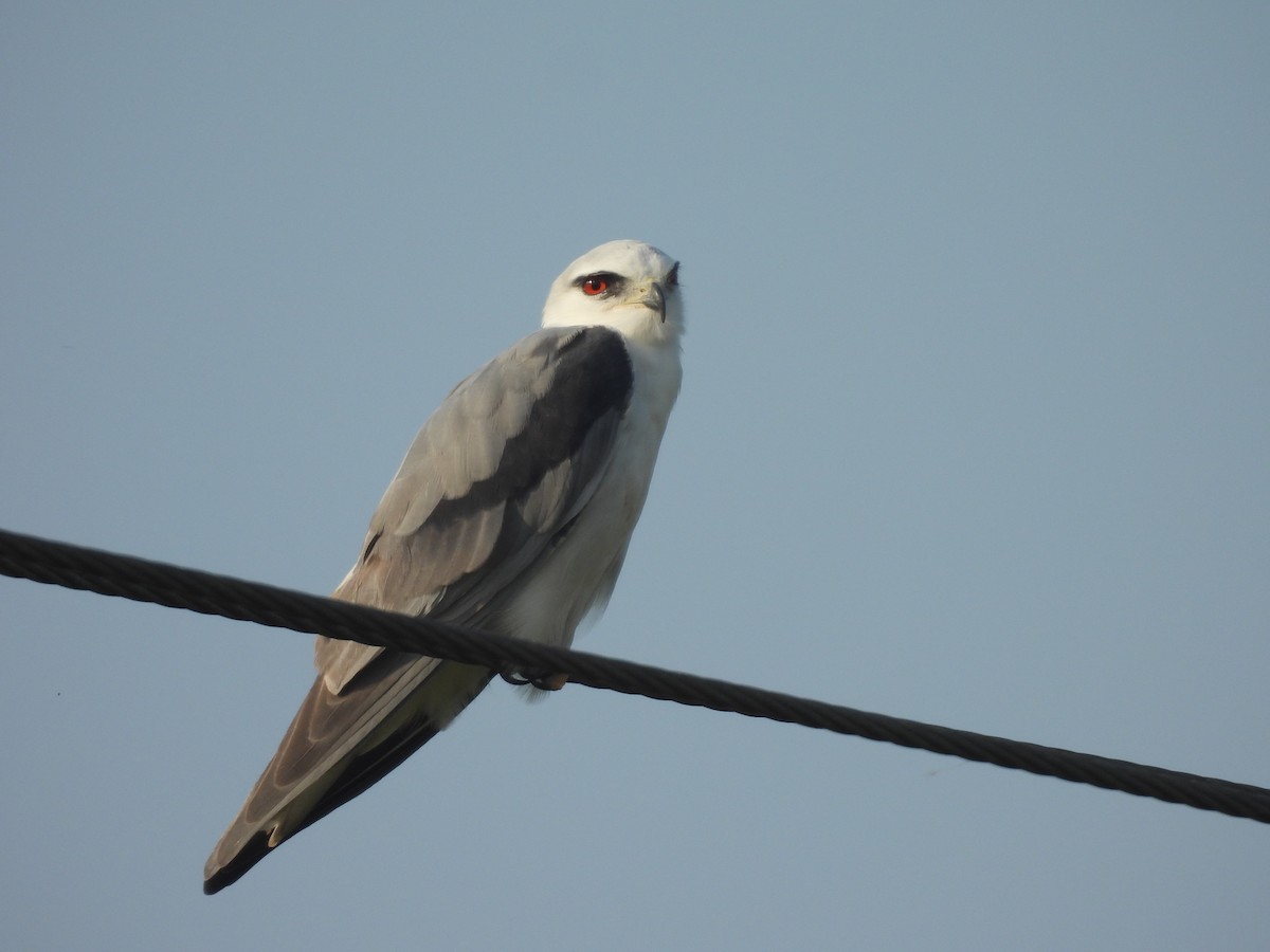 Black-winged Kite - ML645583395
