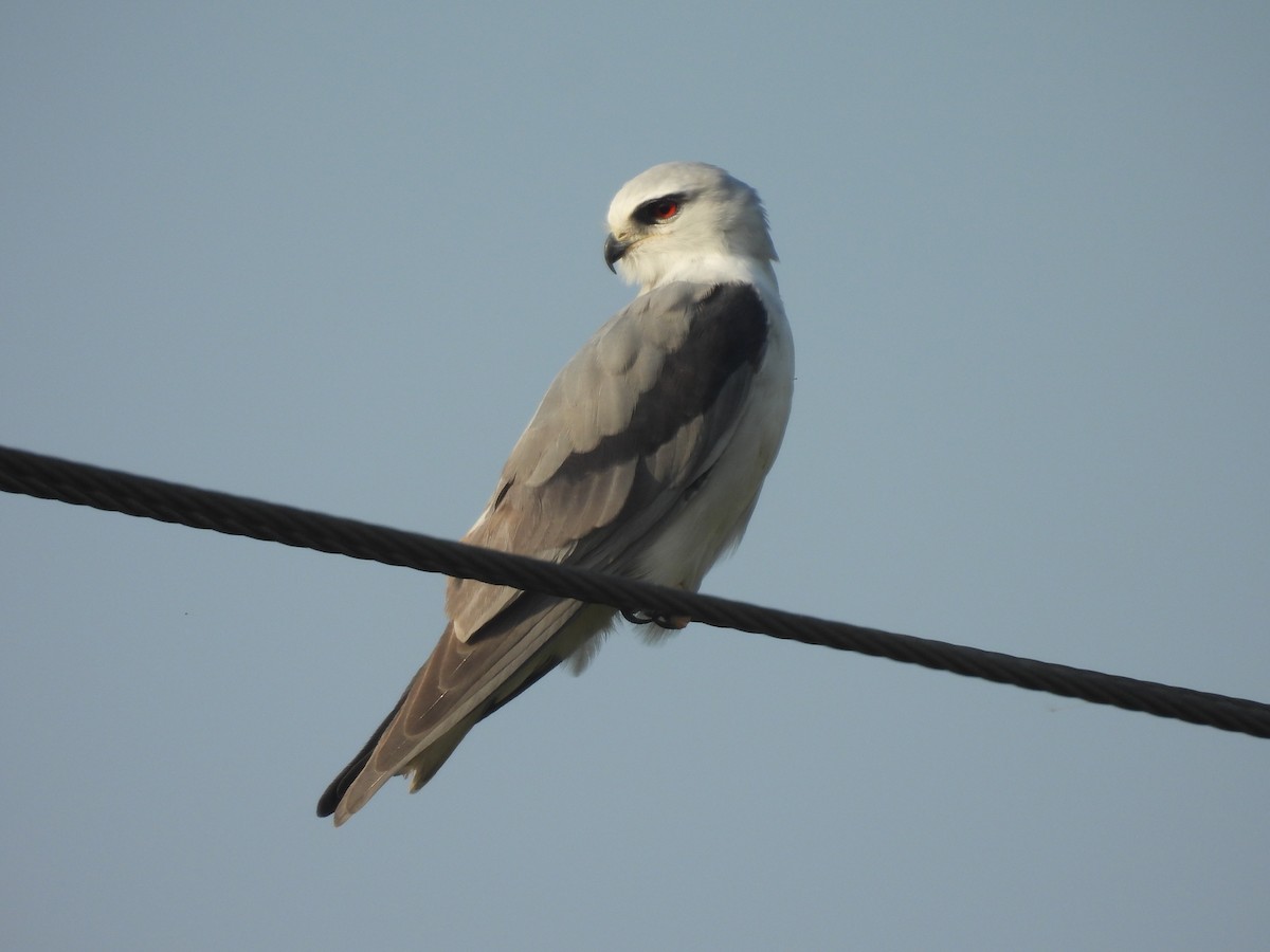 Black-winged Kite - ML645583396