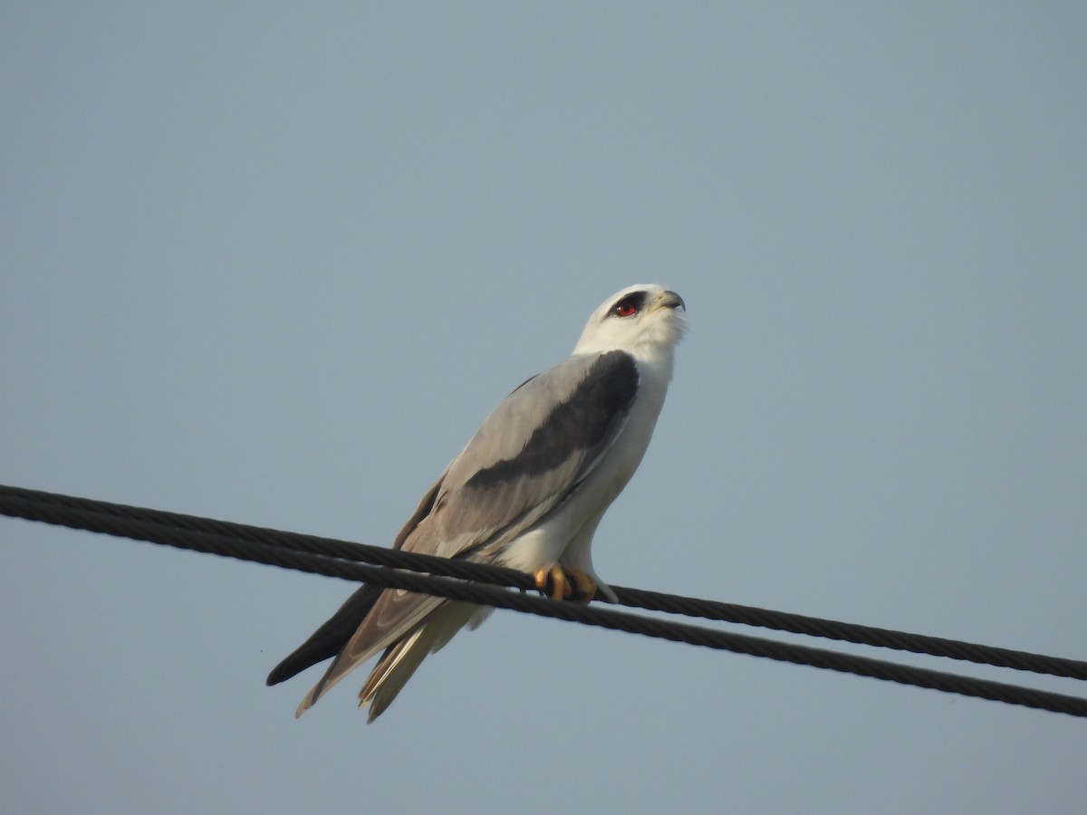 Black-winged Kite - ML645583397
