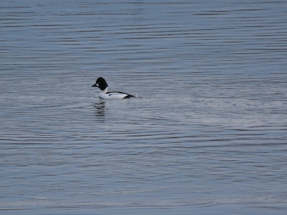 Common Goldeneye - ML645583400
