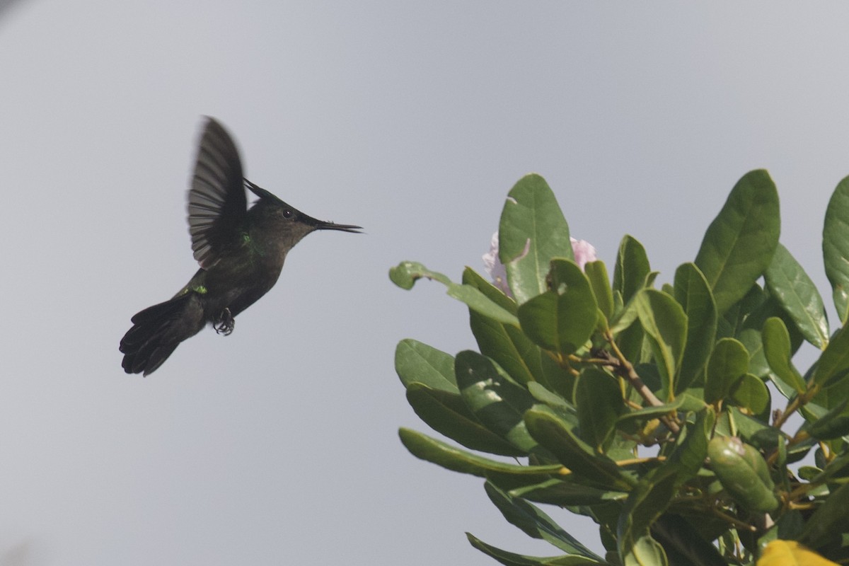 Antillean Crested Hummingbird - ML645583401
