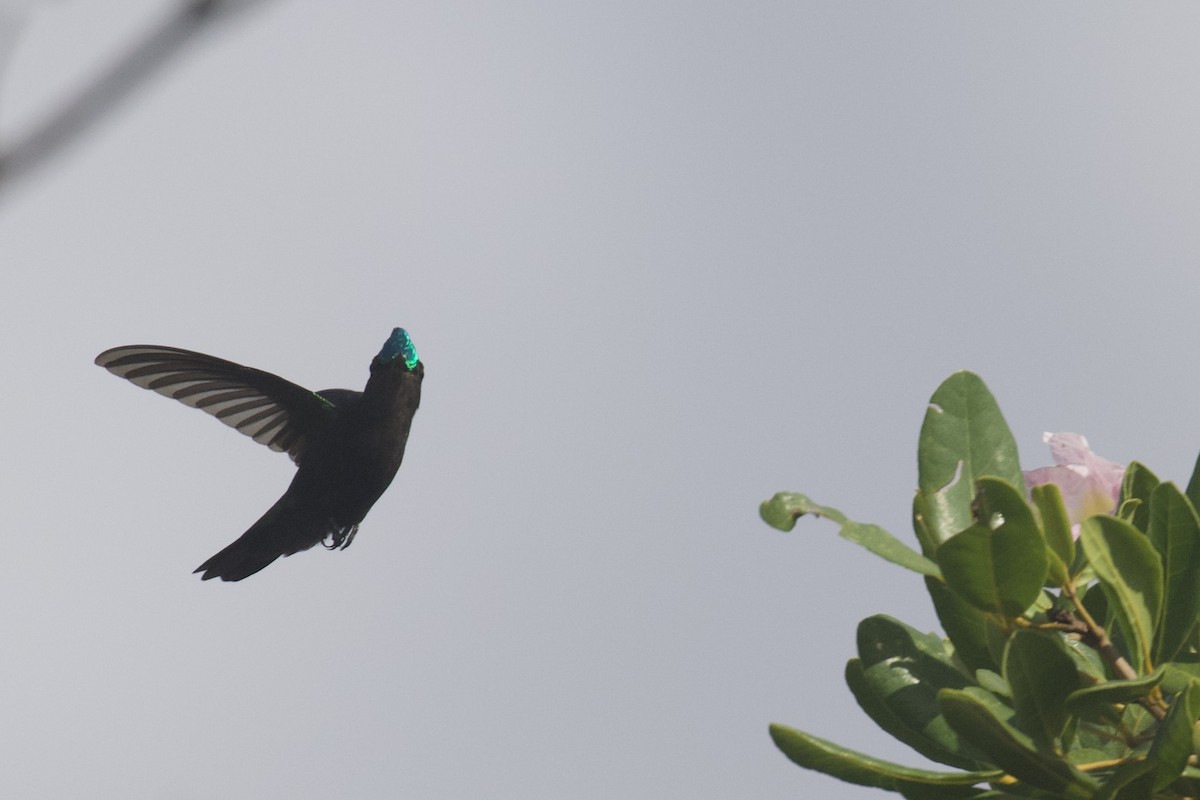 Antillean Crested Hummingbird - ML645583402