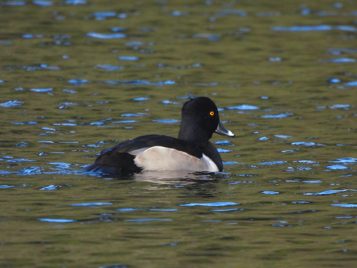 Ring-necked Duck - ML645583403