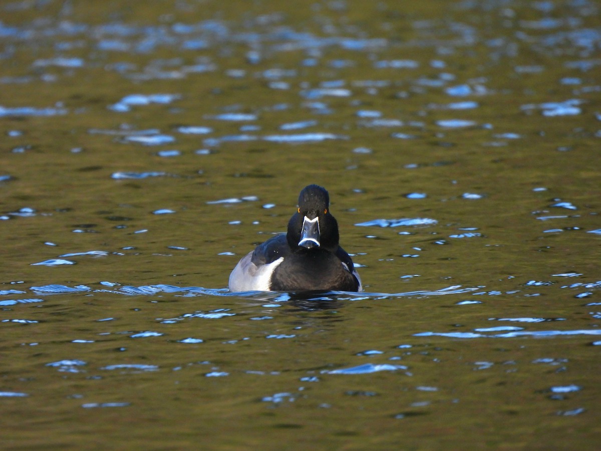 Ring-necked Duck - ML645583404