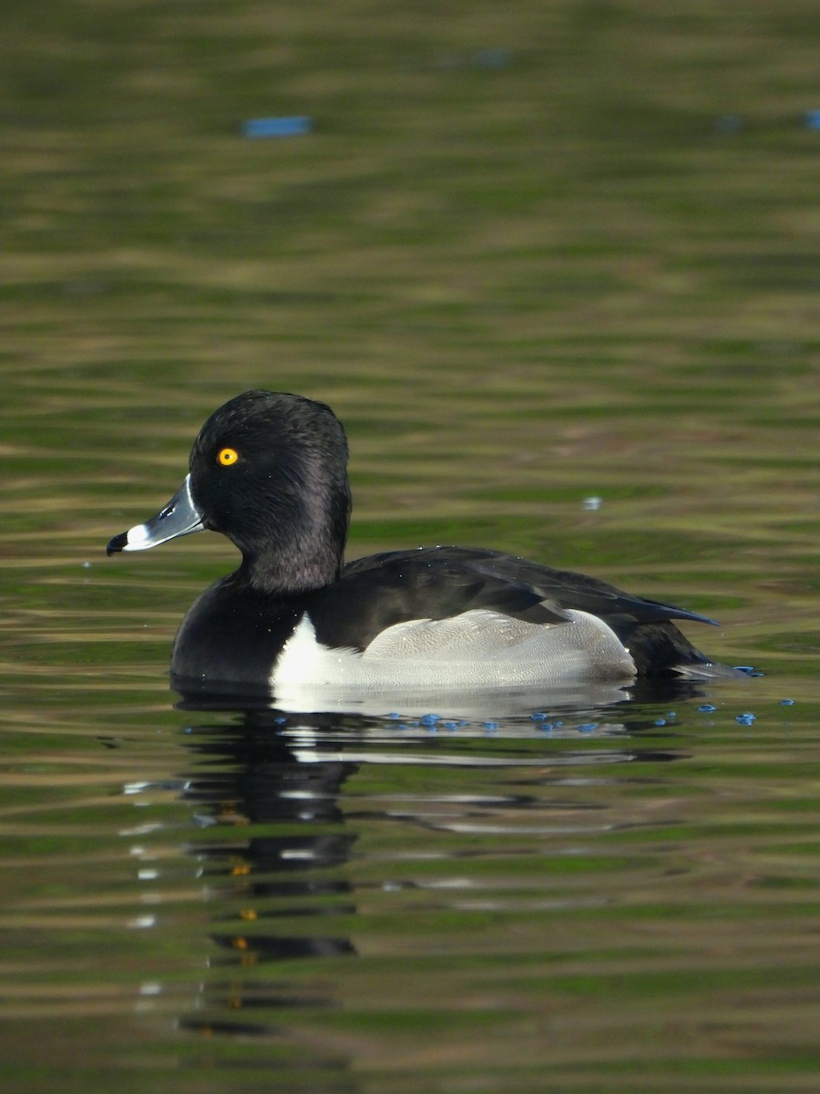 Ring-necked Duck - ML645583405