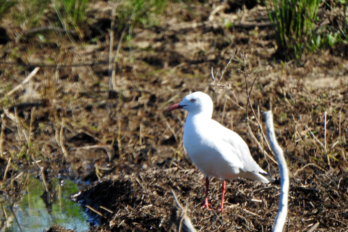 Silver Gull - ML645583406