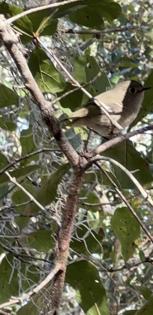 Ruby-crowned Kinglet - ML645583408