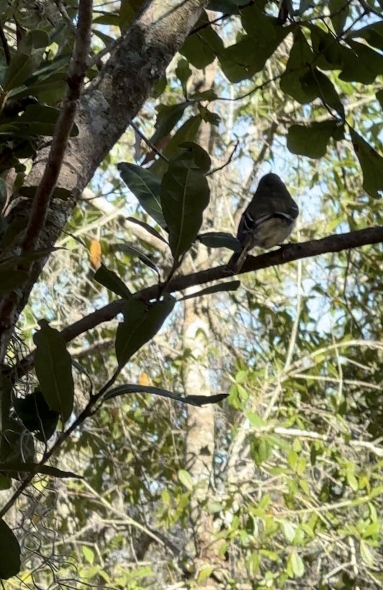 Ruby-crowned Kinglet - ML645583409