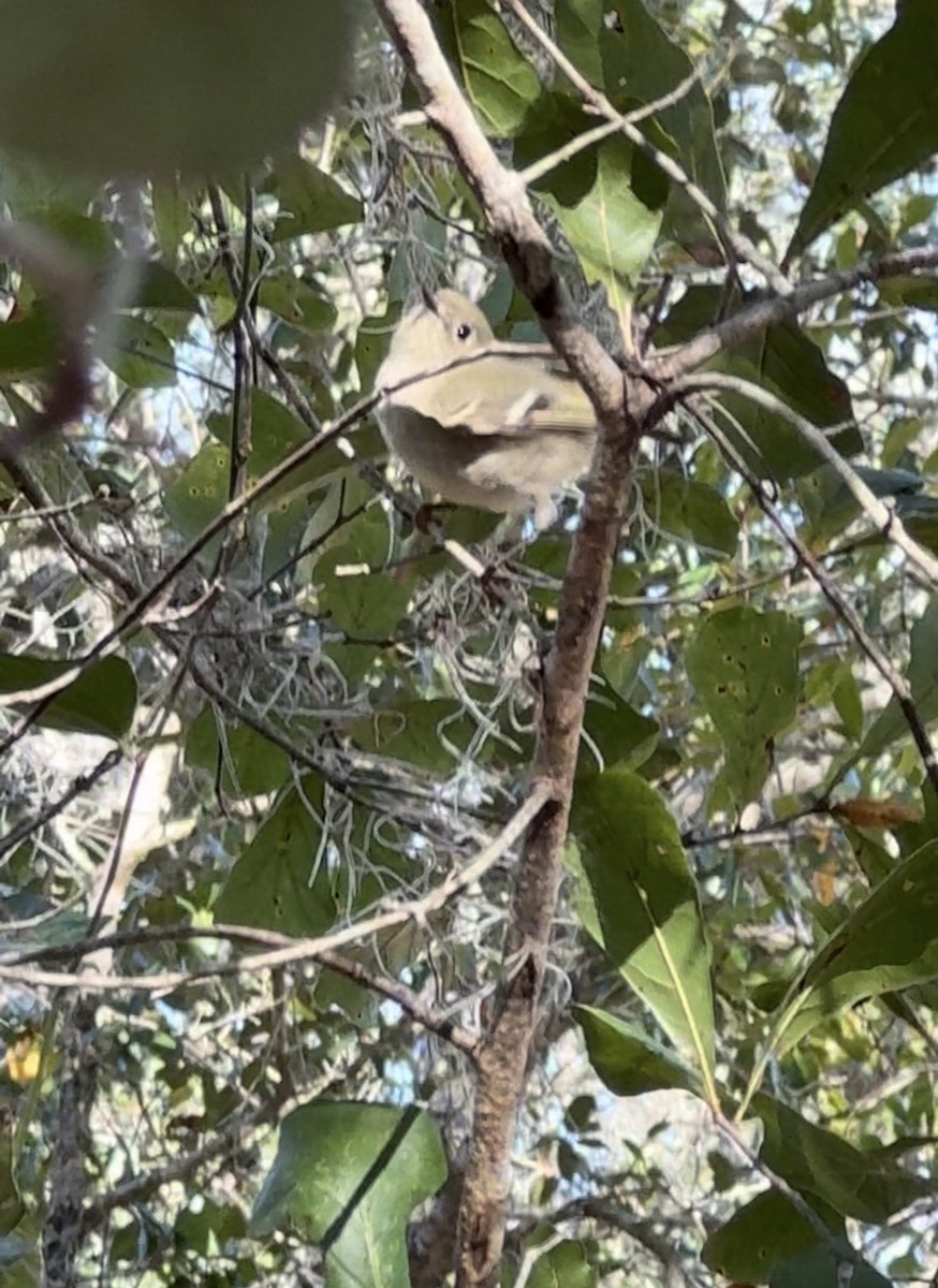 Ruby-crowned Kinglet - ML645583410
