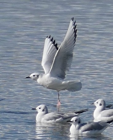 Bonaparte's Gull - ML645583411