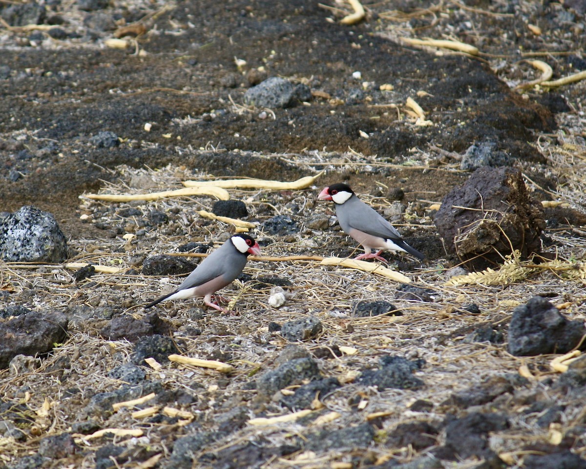 Java Sparrow - ML645583412